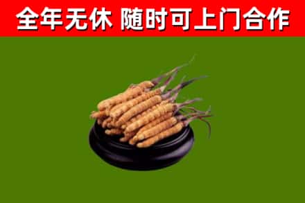 大方县烟酒回收冬虫夏草.jpg